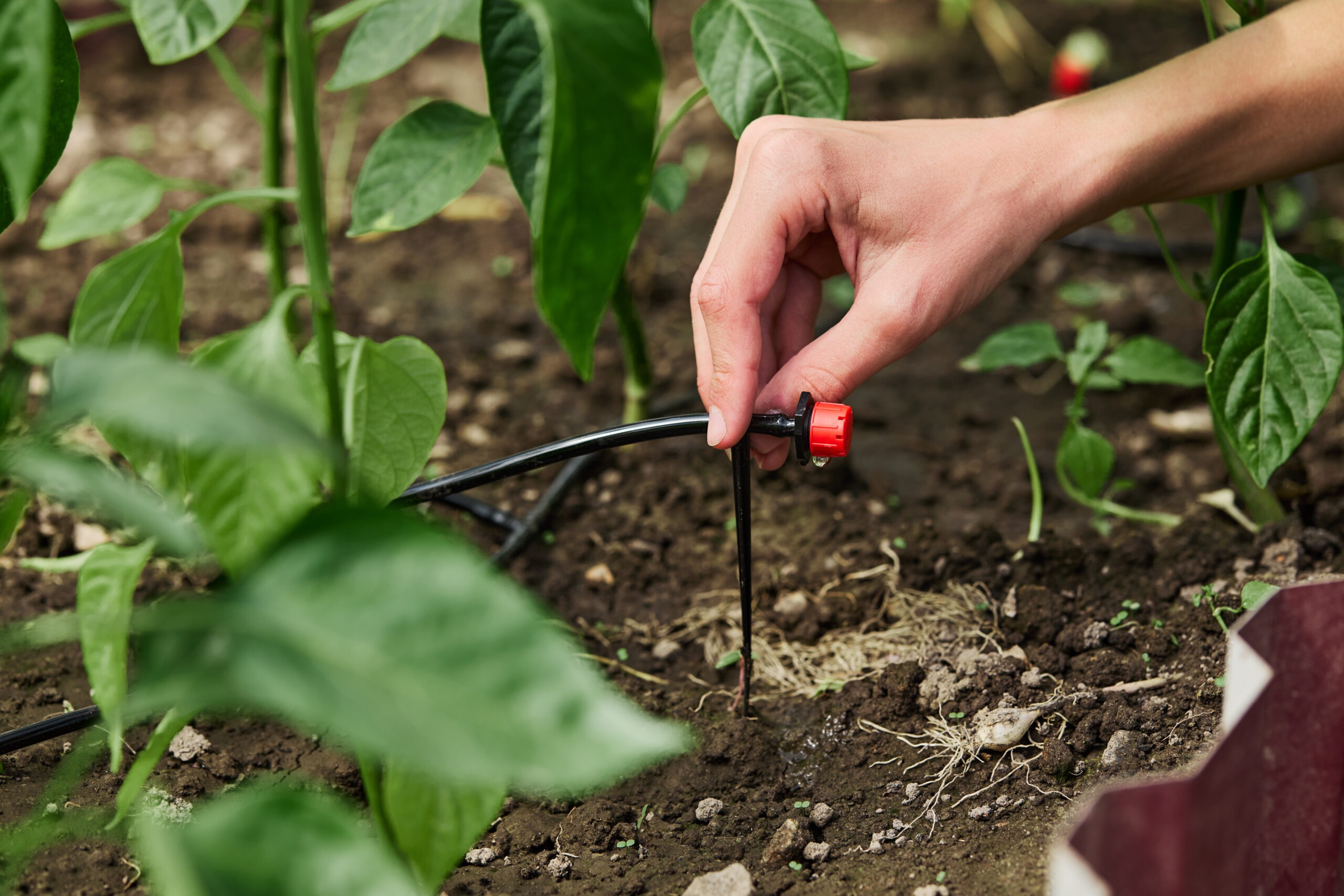 Woman installing a drip irrigation system in her garden